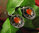 Ohrringe mit Karneol ☙ florales 925 Silbergeflecht