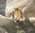 Eleganter Citrin Ring ❈ Indischer 925 Silber Schmuck