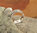 Herrlicher indischer Ring im Flechtdesign • 925 Silber Schmuck