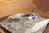 Design Armband fein geflochten ⚜ Schließe glänzend ⚜ 925 Silber
